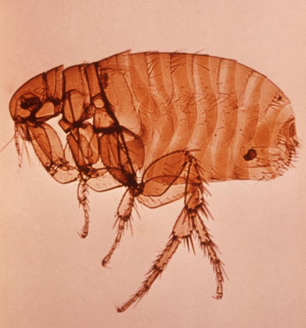 The Plague is Back in a Big Way