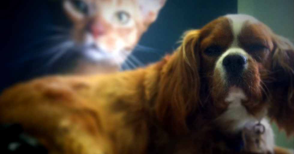 Woman Donates Entire $25,000 Prize To Shelter Pets