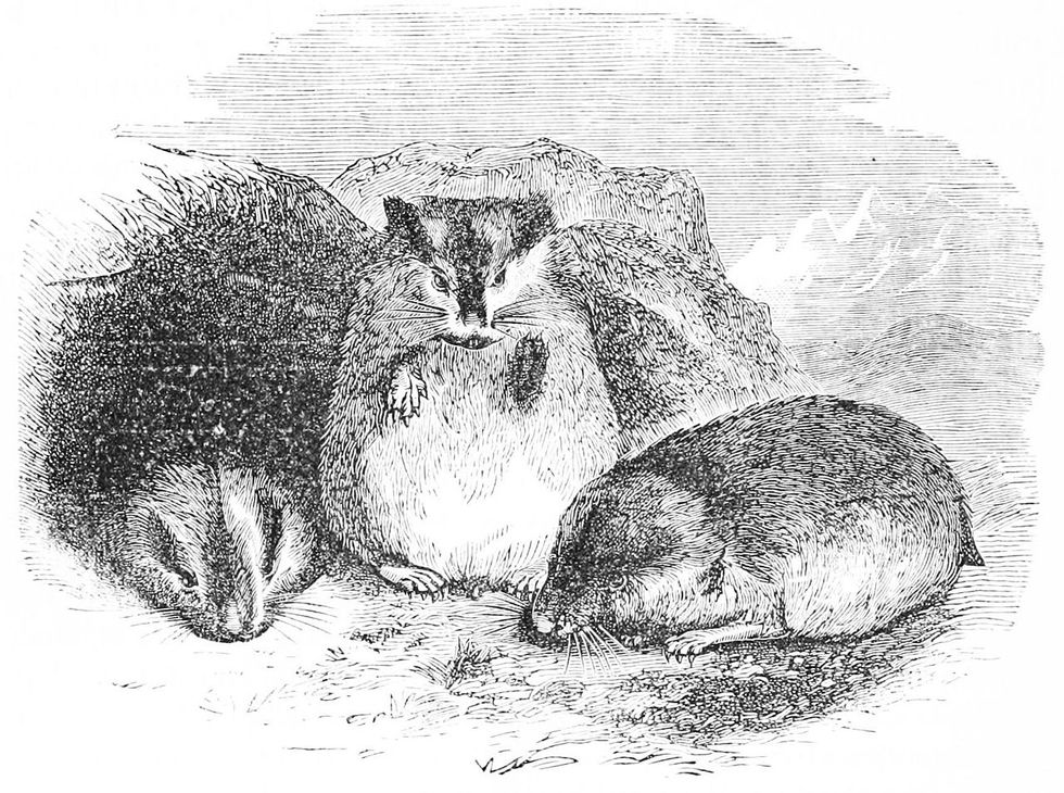 The Strange Occurrence of Animal Suicide