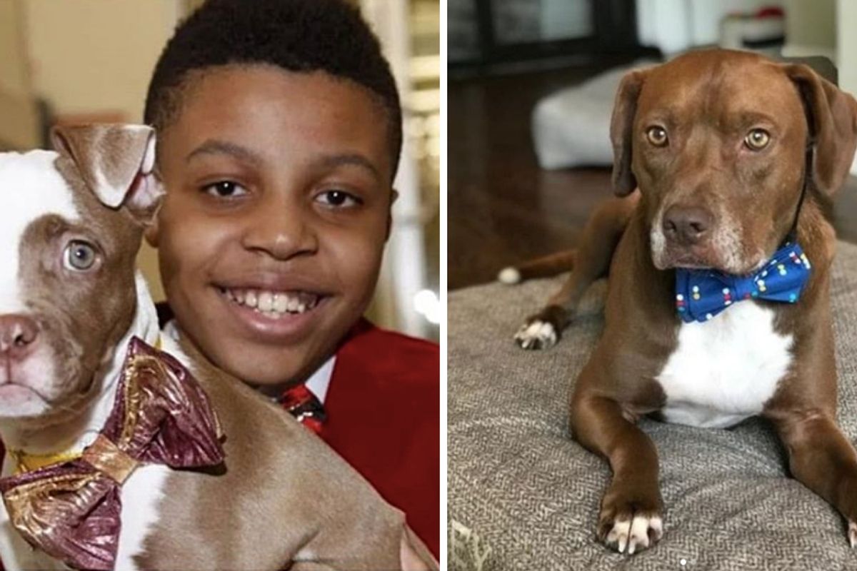 12-year-old makes and donates bow ties to help shelter animals find their forever homes