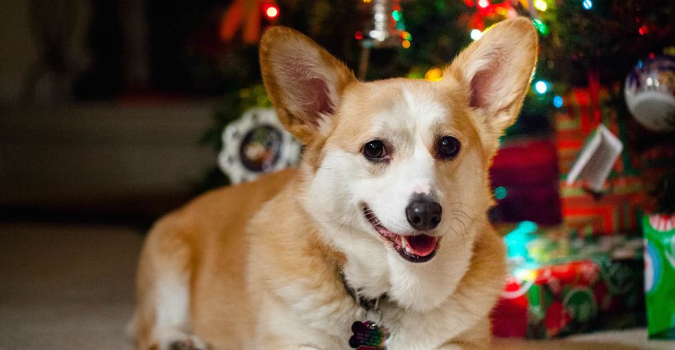 Rent a Dog to Stave Off Holiday Loneliness