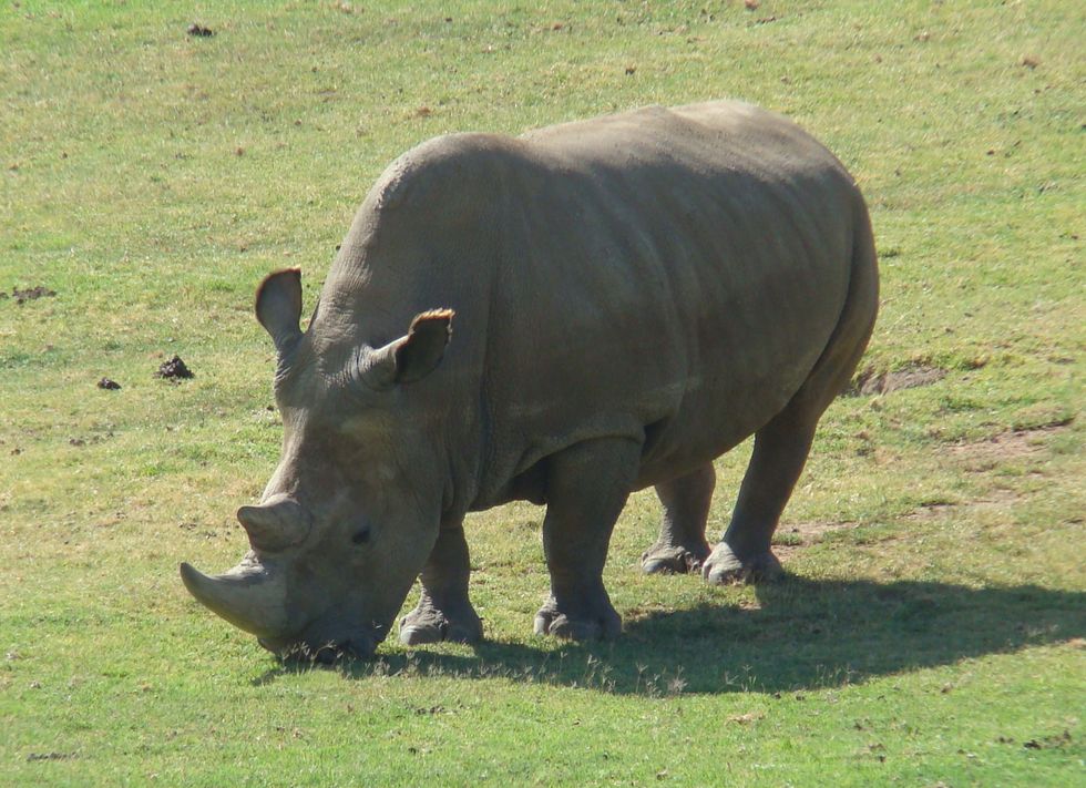 A Virtual Reality Farewell to the Last White Rhinos