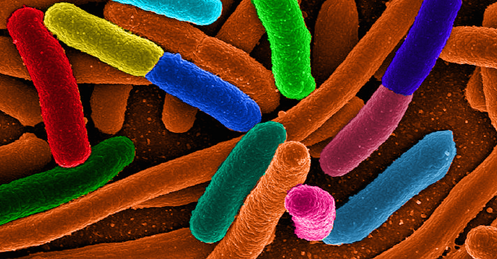 You Can Turn E Coli Bacteria Into Microscopic Fuel Factories Good You Can Turn E Coli Bacteria Into Microscopic Fuel Factories Good