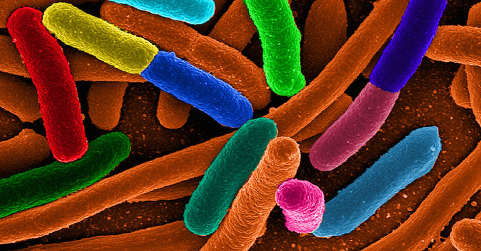 You Can Turn E Coli Bacteria Into Microscopic Fuel Factories Good