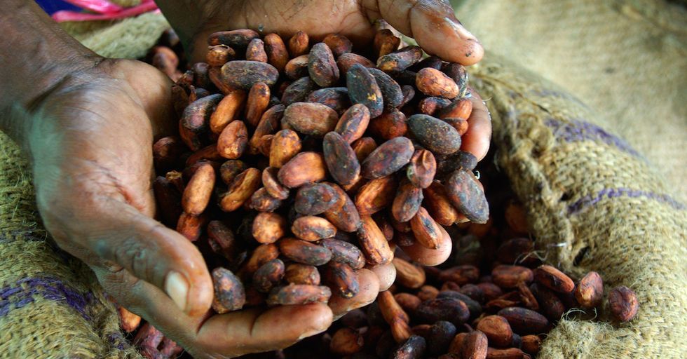 Scientists Quarantining Cocoa to Save the Future of Chocolate