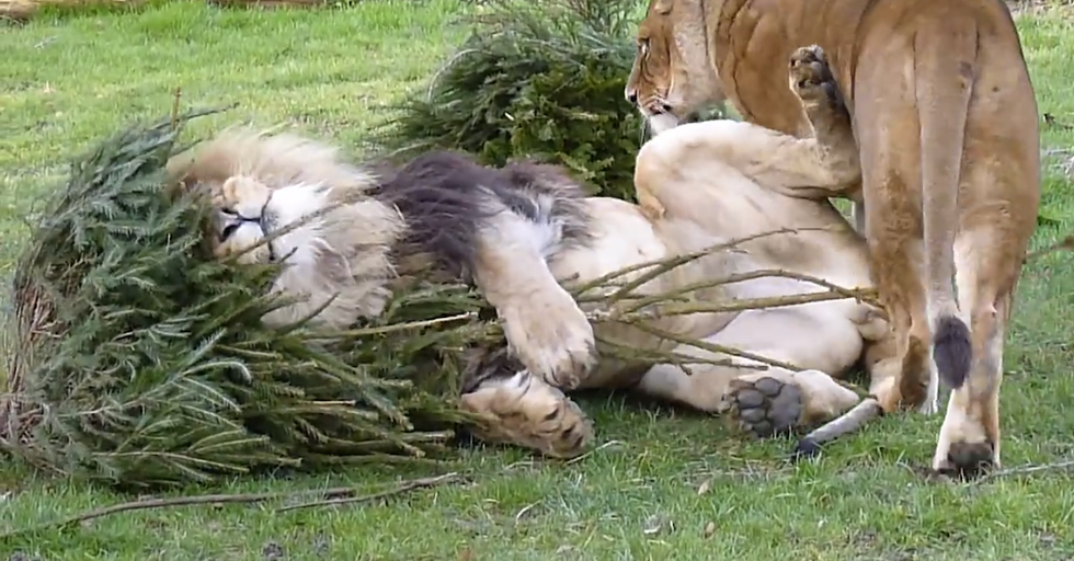 Upcycle Old Christmas Trees as Cat-Nip for that Special Lion in Your Life