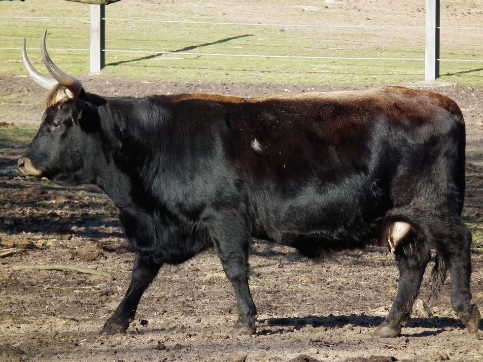 British Farmer Wants a Refund on His Dangerous Nazi-Bred “Super Cows”