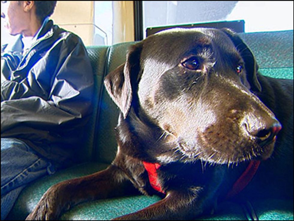 If This Adorable Dog Can Take Public Transportation, So Can You