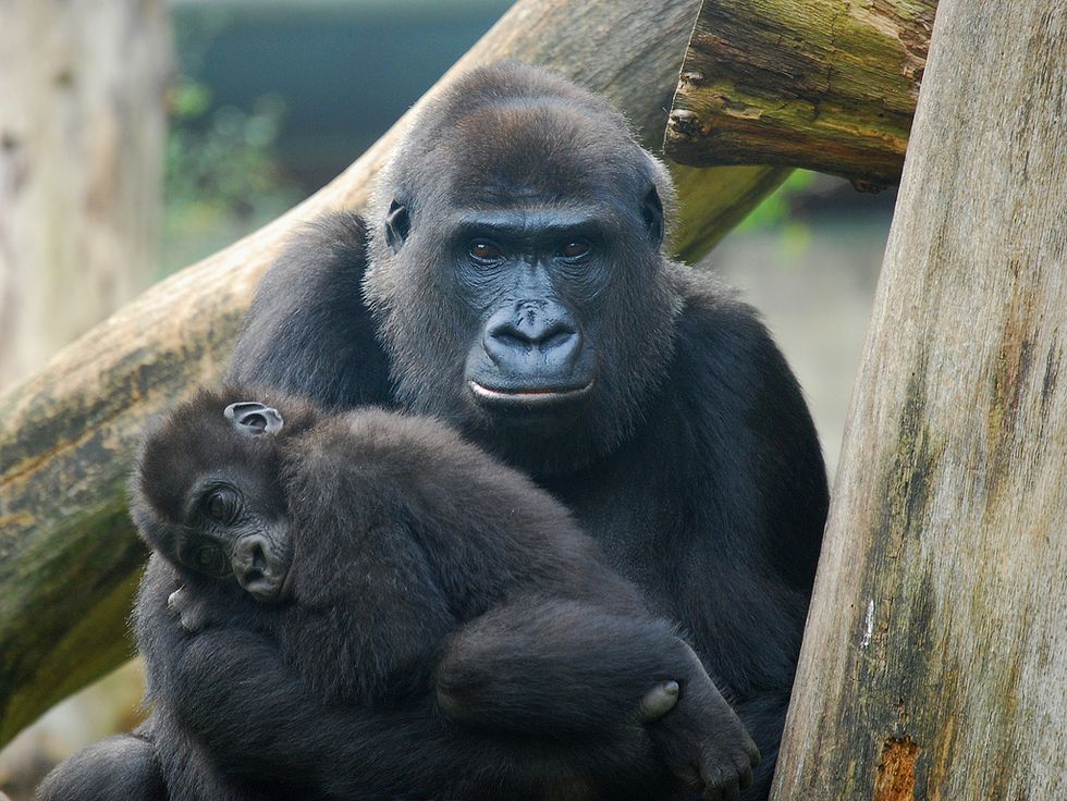 Ebola’s Other Victims: One-Third of the World’s Gorillas and Chimpanzees