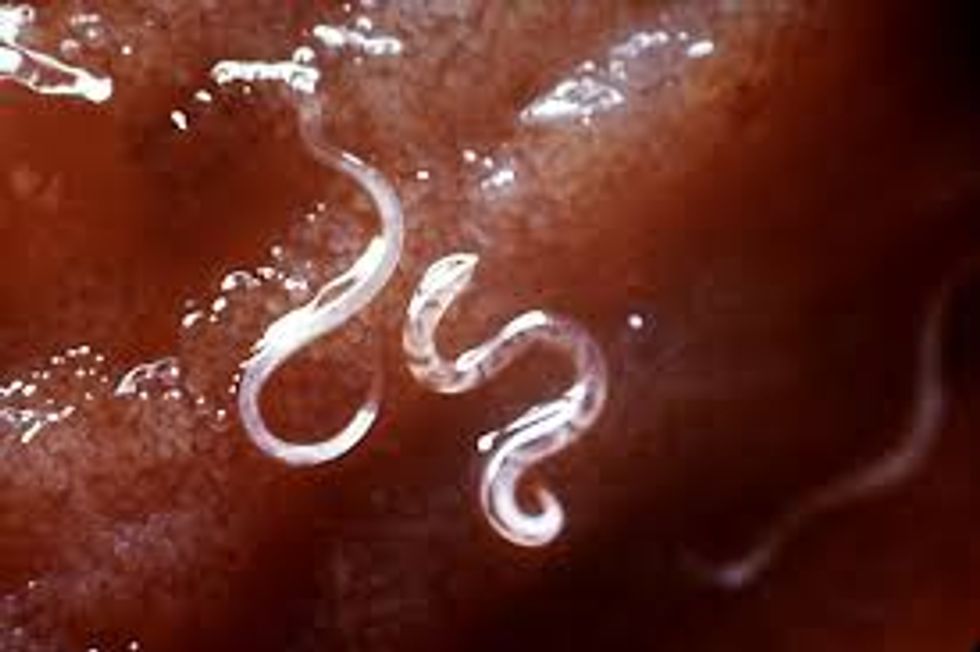 Thank the Parasites in Your Life Today