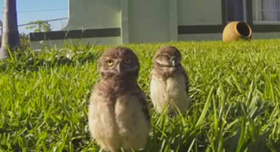 Owls Dancing For A GoPro Will Make Your Monday 100% Better
