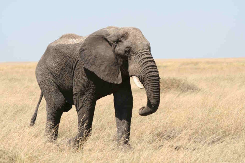 The Great Elephant Census Aims to Count Every Elephant in Africa