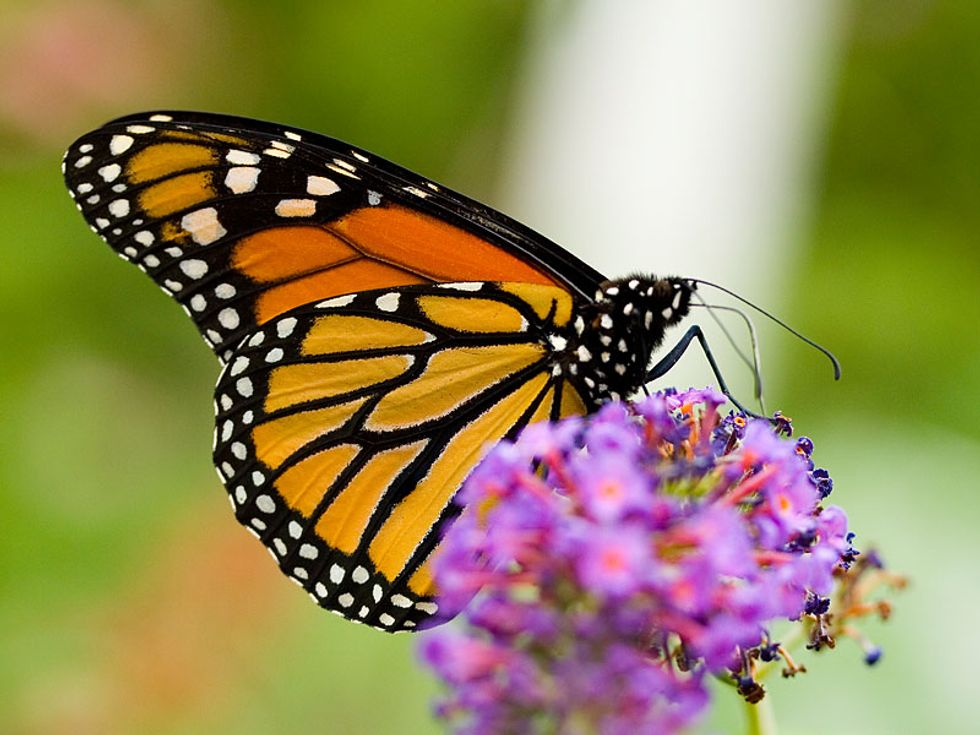 The Campaign to Save the Nearly One Billion Lost Butterflies