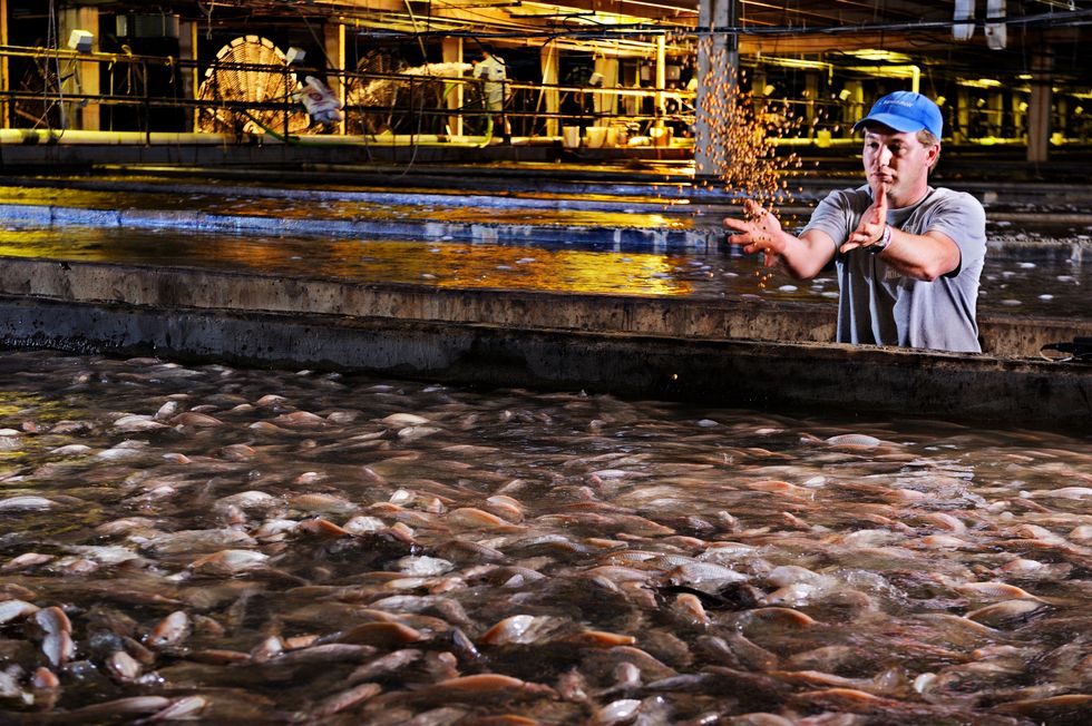 Making Fish Farming Appetizing