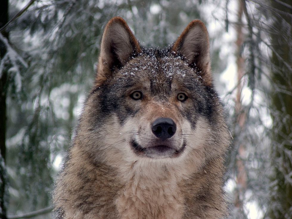 Lessons From the Brief, Lonesome Life of Echo the Wolf