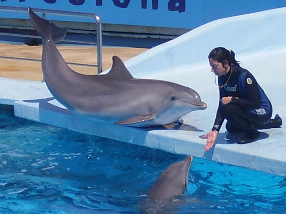 SeaWorld Ends Public Feeding Dolphin Program