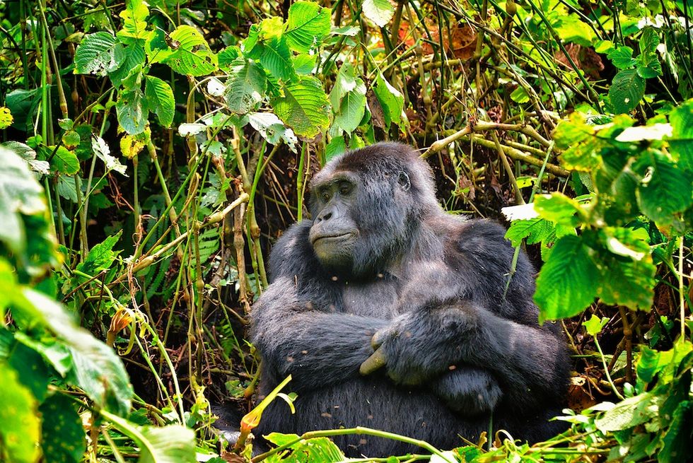 Are Poop-Sniffing Dogs The Key To Saving These Rare Gorillas?