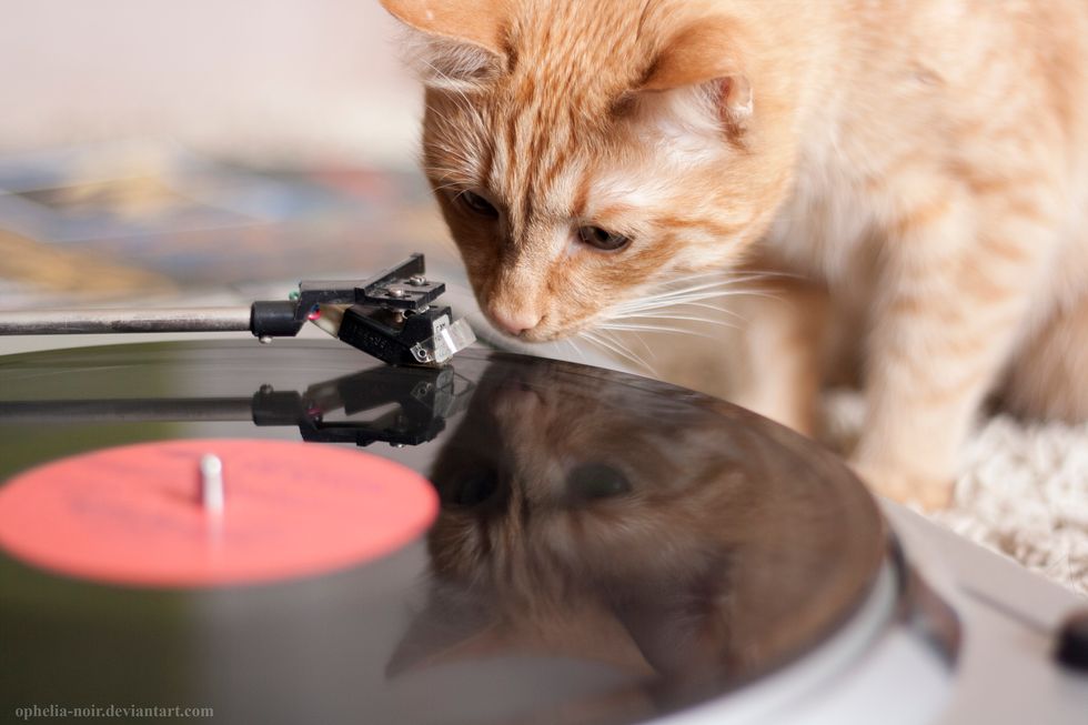 Cats Have Science to Thank for a New Type of Music Written Specifically for Them