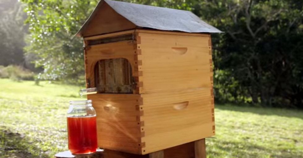 Father and Son Create Revolutionary New Beehive to Give You Honey On Tap