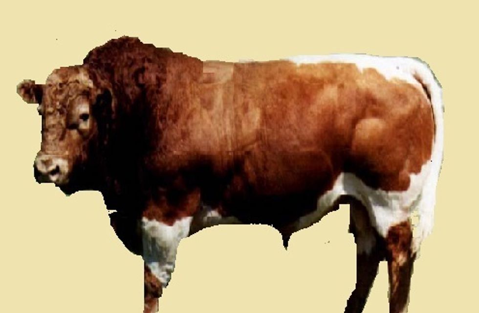 Beefalo are Causing Chaos in the Grand Canyon