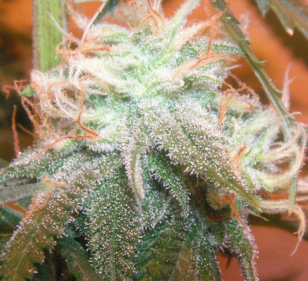 Making the Pot Business a Little Greener