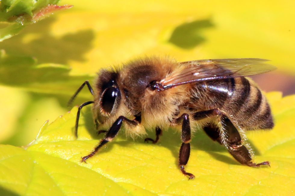 Study Points to Multiple Causes of Bee Population Collapse