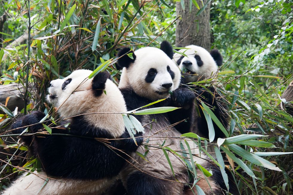 Wild Pandas Are Wildly Misunderstood by Most Humans
