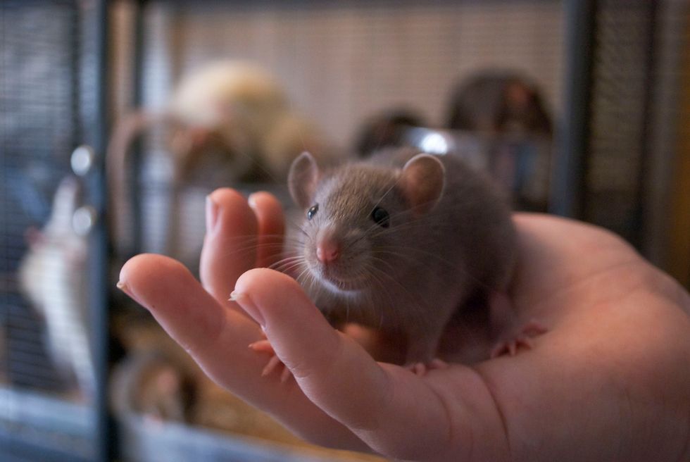 Scientists Can Give Sleeping Mice False Happy Memories