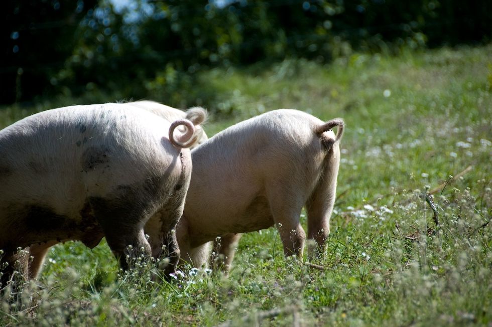 Should North Carolina Neighbors Mention “China” in Their Pig Poop Lawsuit?