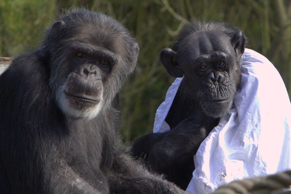 Apes: They’re Just Like Us (When it Comes to Following Pointless Fads)