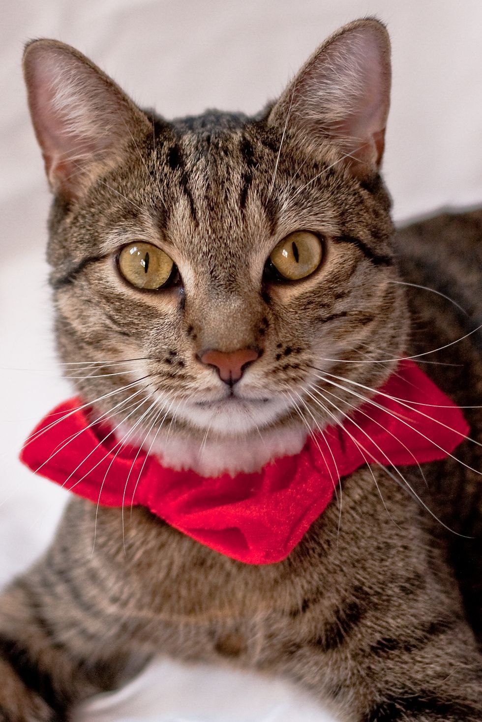 Cat Scrunchies Could Save Endangered Australian Wildlife