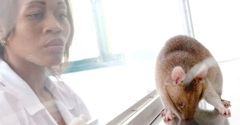 Giant Rats Finally Useful for Something: Detecting Tuberculosis