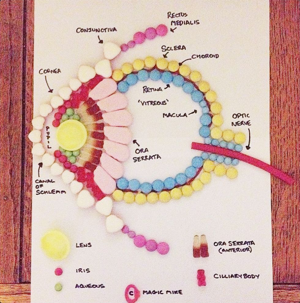 The Sweet Science of Candy Anatomy