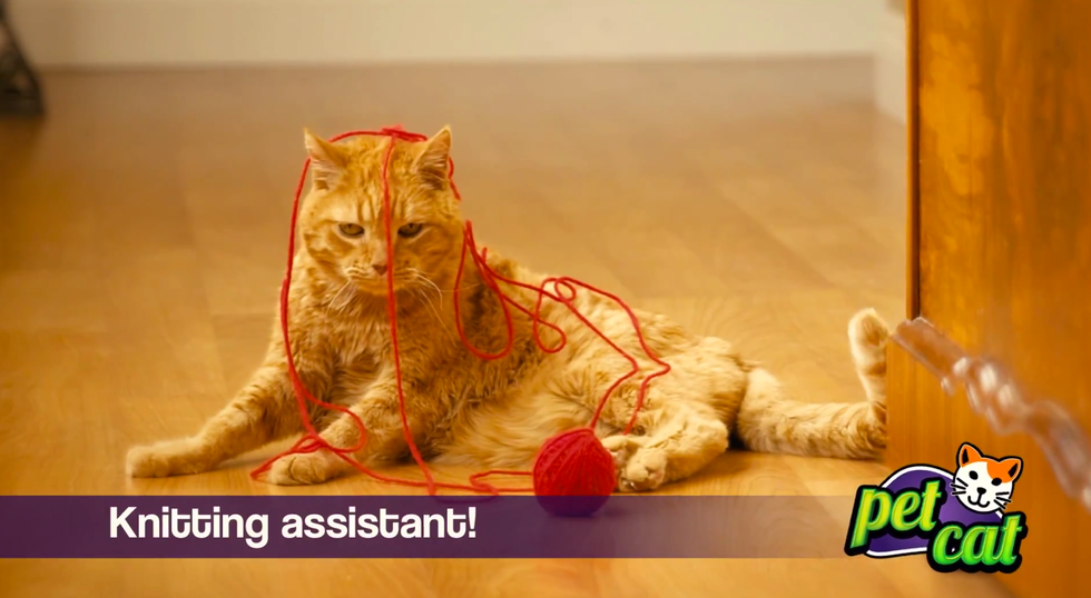 Animal Shelter Infomercial Spoofs Show Incredible Household Uses For Cats And Dogs
