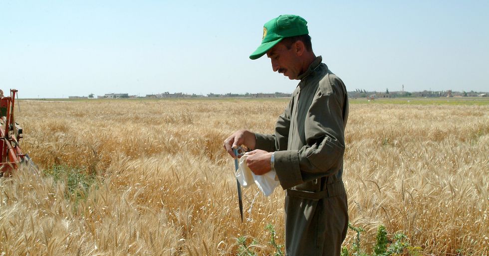 Syrian Seeds Stored in Norway for Safekeeping
