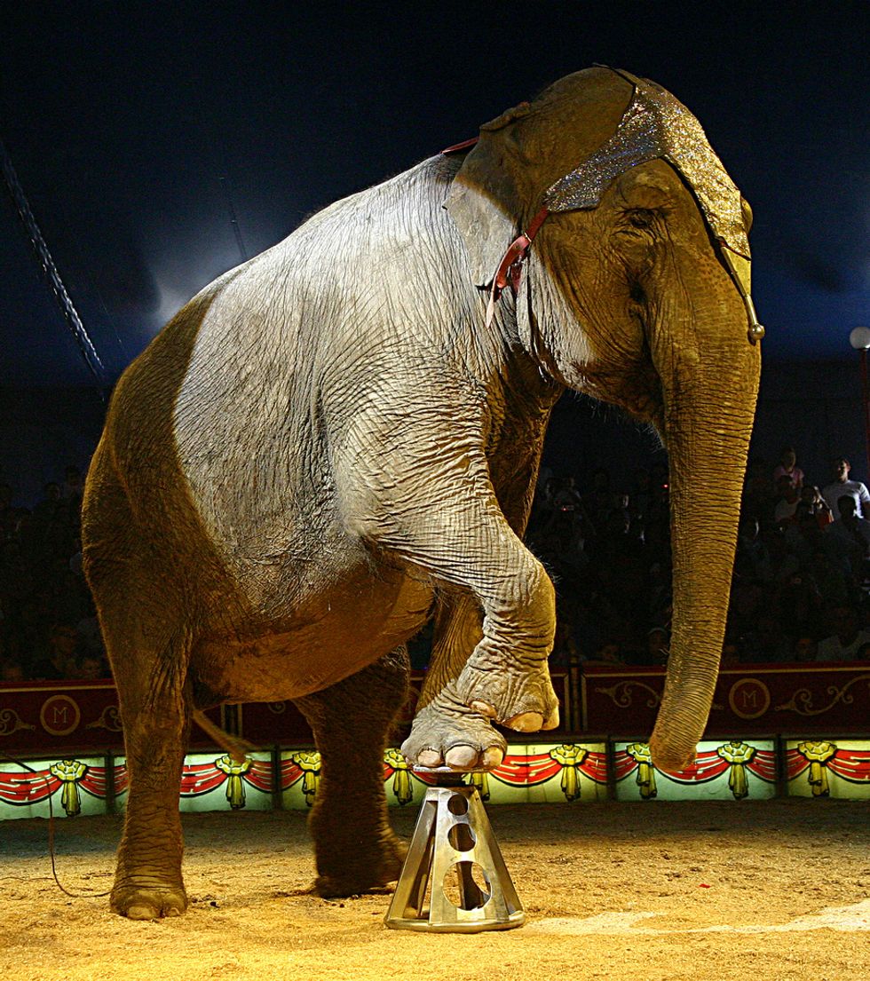 Where Will All the Freed Mexican Circus Animals Go?