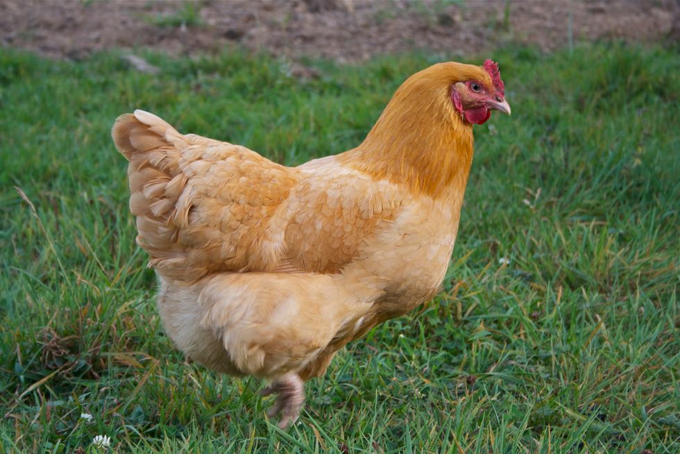 Hen-Deprived Urbanites Can Now Rent Chickens