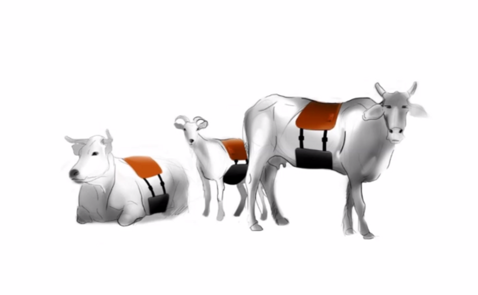 Tech-Charged Blankets Turn Bovines Into Battery Packs