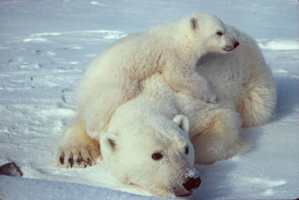 The Battle to Save the Arctic from Drilling is Heating Up