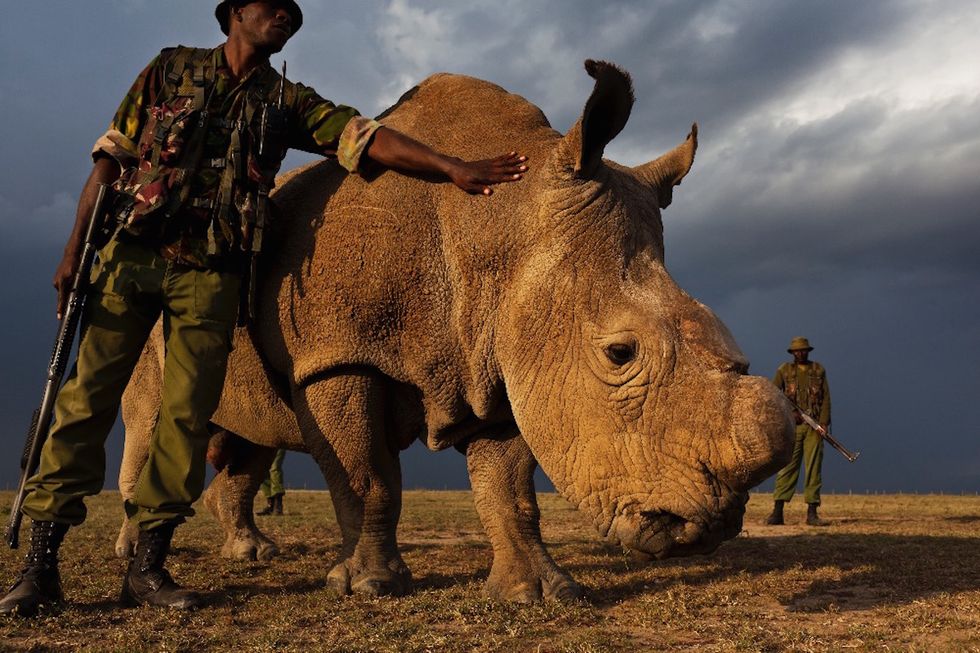 The Last Northern White Male Rhino Has Armed Bodyguards