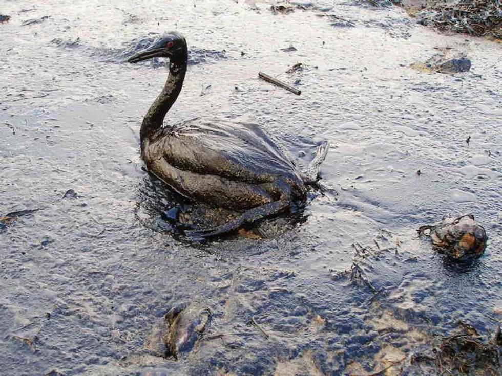 Nature Inspires Net To Fight Back Against Oil Spills