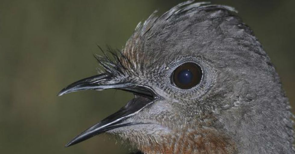 Hear “Nature’s Greatest Mimic” Imitate the Sound of Chainsaws Destroying Its Habitat