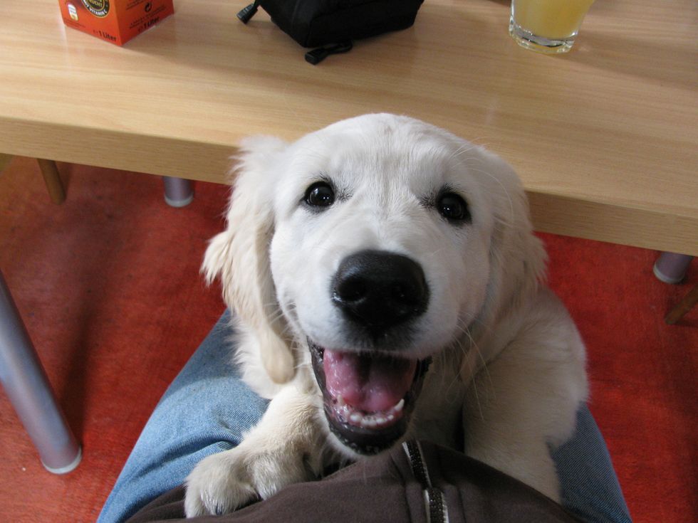 How Dogs Hack Our Brain To Make Us Love Them The Way We Love Human Babies