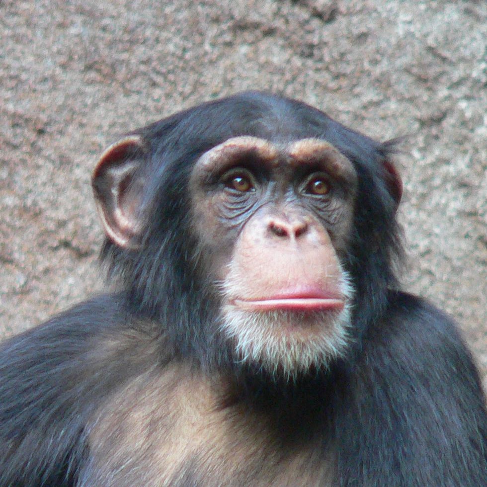 Court Decision Implies Possible Legal Personhood for Chimps (UPDATED)