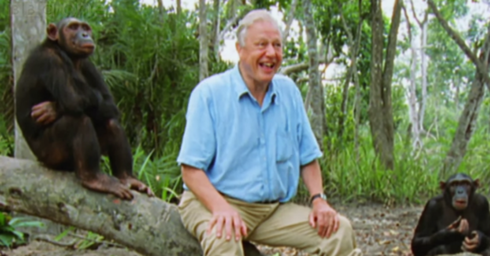 David Attenborough’s Remarkable Cover of ‘What A Wonderful World”