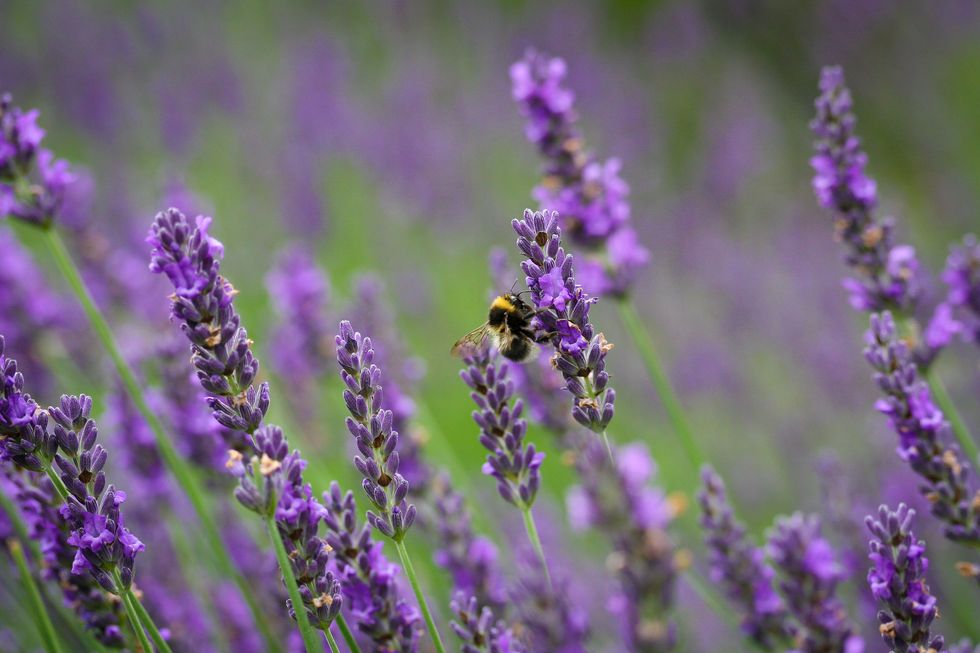 Neighborday Idea #3: Plant a Pollinator Pathway in Your Neighborhood