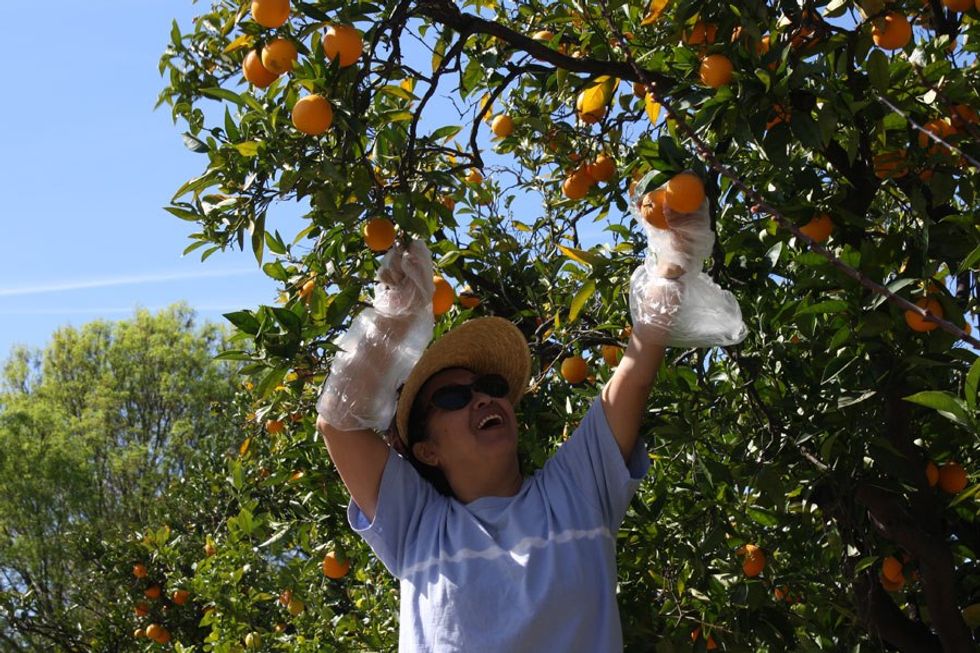 Neighborday Idea #6: Organize a Neighborhood Fruit Harvest
