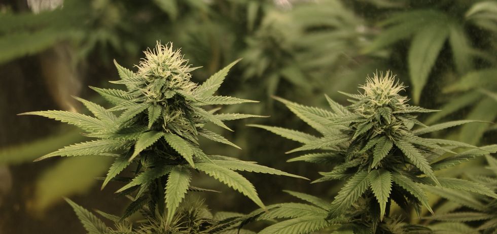 Italy’s Military-Run Weed Farms Will Run Down Costs on Treatment