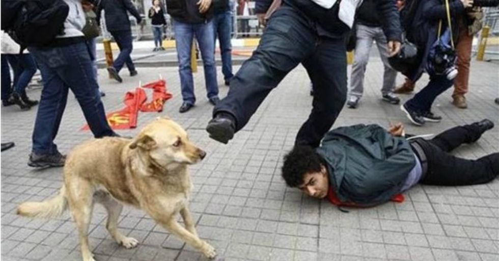 Bad-Ass Pooch Fights Back Against Dog-Kicking Cop