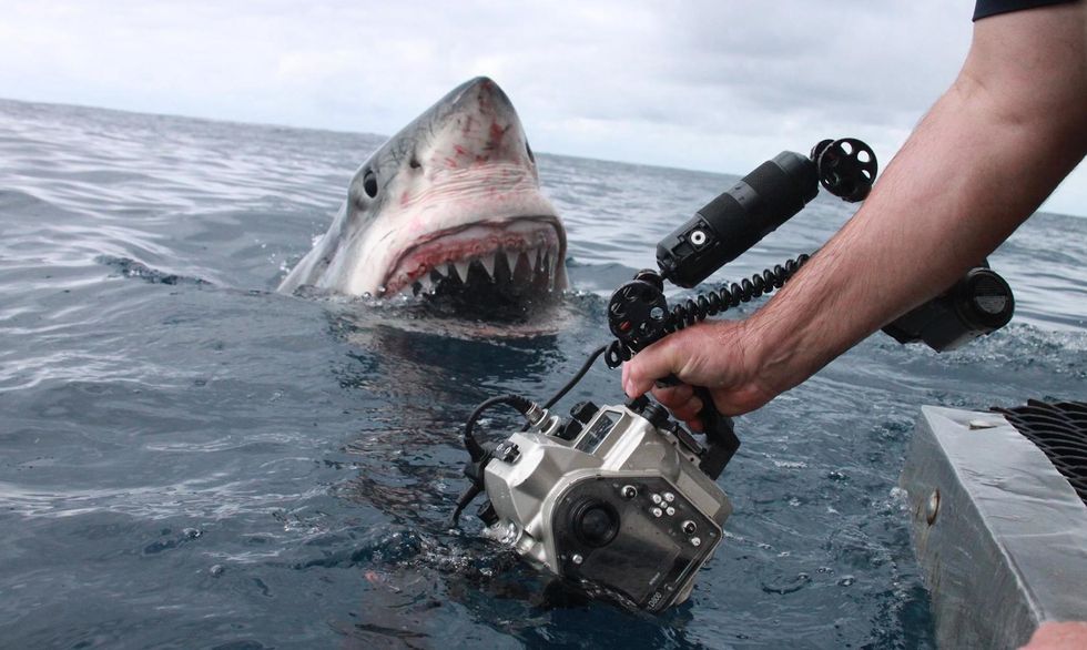 Terrifying Great White Shark is Actually Just Browsing
